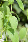 Yellow giant hyssop